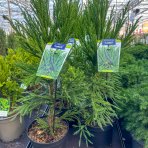 Kryptoméria japonská (Cryptomeria japonica) ´LOBBII´ - výška 50-70 cm, kont. C5L (-21°C)